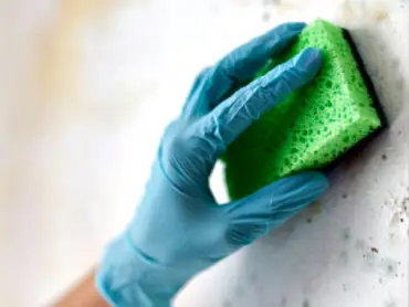 Mould & Peeling Paint Treatment